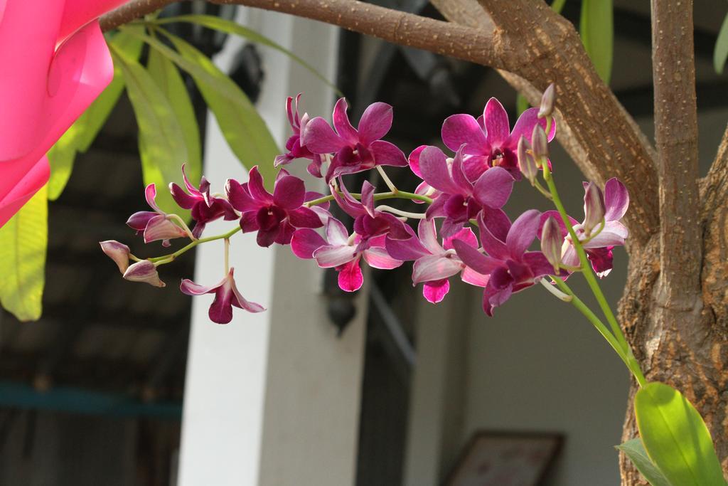 My Parents Guesthouse Kampot Buitenkant foto